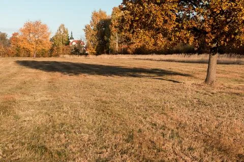 A single tree in a meadow and its shadow falling on the grass Foto stock