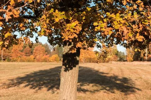 A single tree in a meadow and its shadow falling on the grass Foto stock