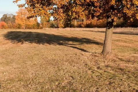 A single tree in a meadow and its shadow falling on the grass 스톡 사진
