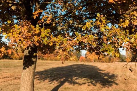 A single tree in a meadow and its shadow falling on the grass Foto stock