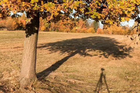 A single tree in a meadow and its shadow falling on the grass 스톡 사진