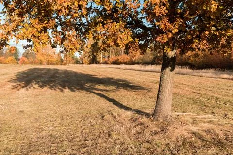 A single tree in a meadow and its shadow falling on the grass Foto stock