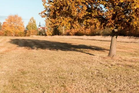 A single tree in a meadow and its shadow falling on the grass Foto stock