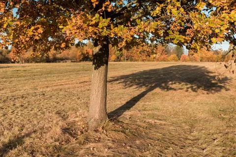 A single tree in a meadow and its shadow falling on the grass Фото