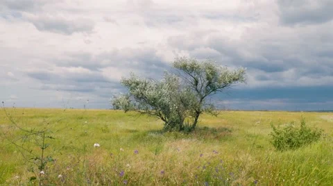 Single tree in a meadow Stock Footage 64908248
