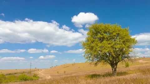 Single tree in the meadow Stock Footage 67615219