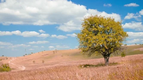 Single tree in the meadow Stock Footage 67615394