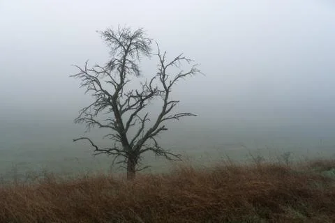 Single tree with meadow in the foreground and fog Stock Photos