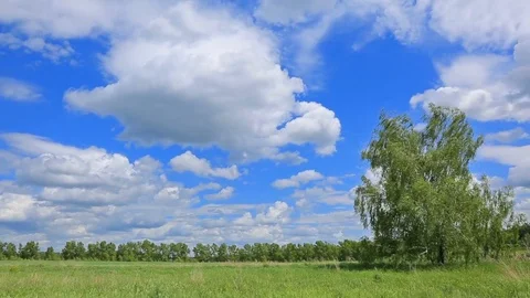 Single tree on a meadow with moving clouds in the background. Time Lapse. Stock Footage 77197959