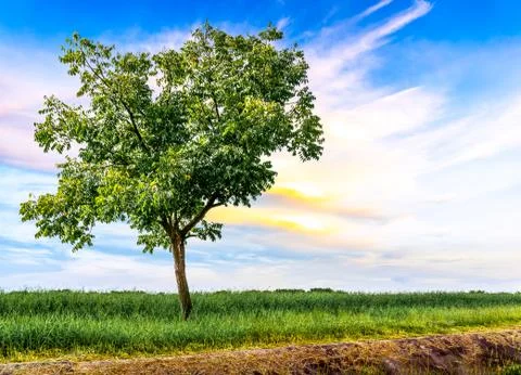Single tree in meadow Stock Photos