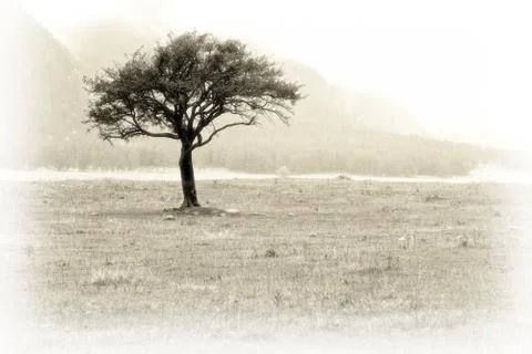 Single tree on meadow Stock Photos