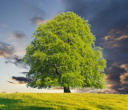 Single tree in meadow at springtime Stock Photos