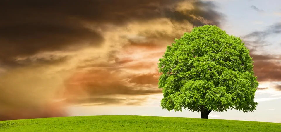 Single tree in meadow at springtime Stock Photos
