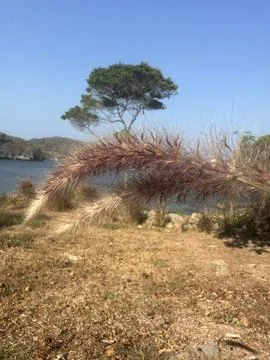 Single Tree in the middle of a beach Stock Photos