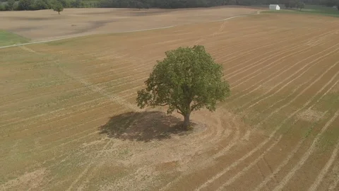 Single tree in the middle of a farm Field, Birds eye view drone shot Stock Footage 125411589