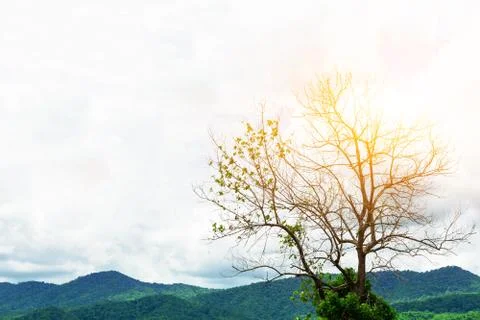 Single tree in the middle of a forest in the mountains in the morning sun. Stock Photos