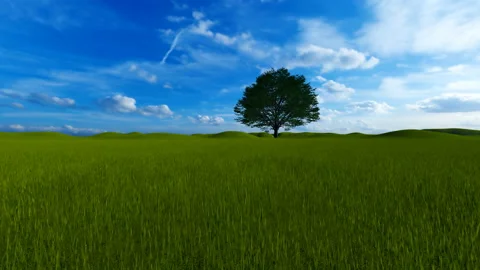 Single tree in the middle of green field beautiful clouds Stock Footage 169948628
