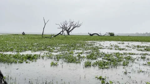 Single Tree in the Middle of a Green Field Surrounded by Fall Colored Stock Footage 188166384