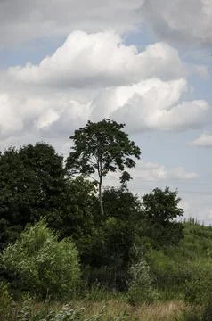 A single tree in the middle of a green meadow under a cloudy sky Stock Photos