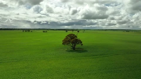 Single tree in the middle of lush green wheat field - slow rotating low angle Stock Footage 214539255