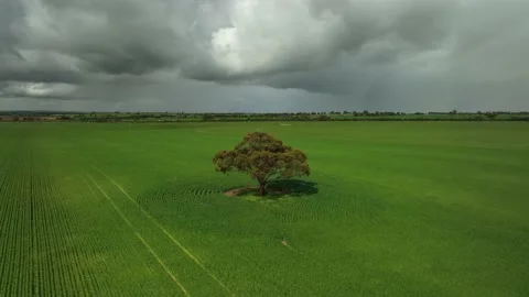 Single tree in the middle of lush green wheat field with yellow canola fields Stock Footage 214549893