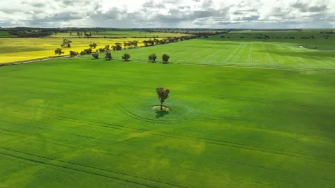 Single tree in the middle of lush green wheat field with yellow canola fields Stock Footage 214578960