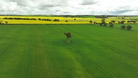 Single tree in the middle of lush green wheat field with yellow canola fields Stock Footage 214583957