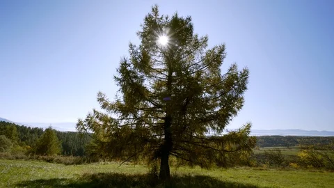 Single tree in middle of meadow in beautiful autumn day. Stock Footage 119020094