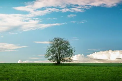 Single tree in the middle of a meadow Foto stock