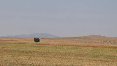 Single tree in the middle of the steppe Heat rises from the ground Stock Footage 114116806