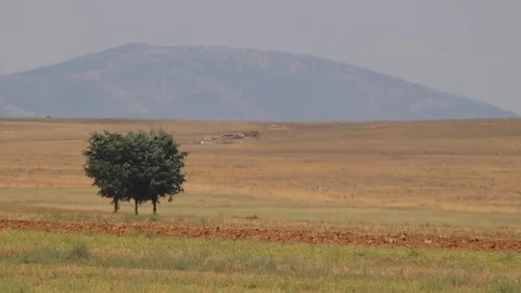 Single tree in the middle of the steppe. Heat rises from the ground Stock Footage 114116834