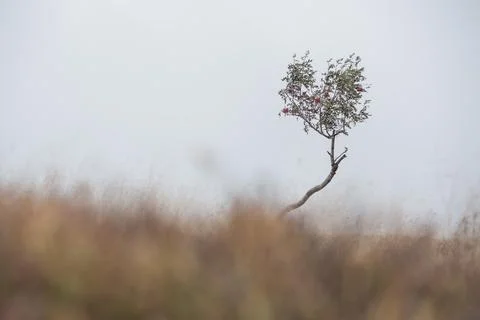 Single Tree in a Misty Meadow Stock Photos