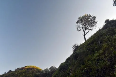 Single tree on mountain Stock Photos