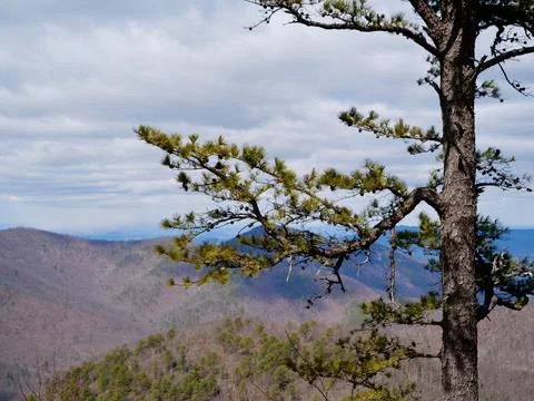 Single tree on mountain 写真素材