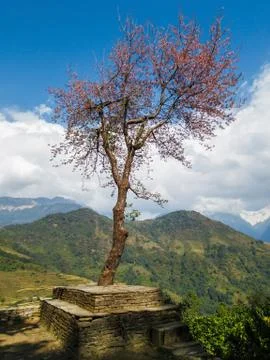 Single tree in Nepal Foto stock