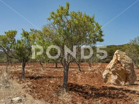 Single tree next to a large rock on a soil field under sunshine, ibiza ...