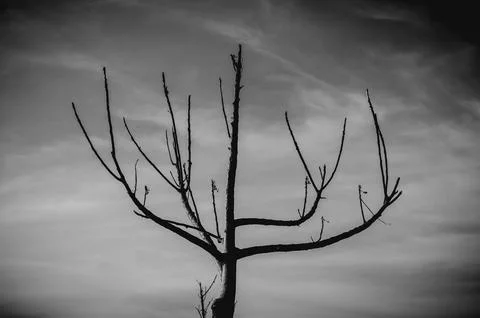 A Single Tree With No Leaves Located At Ujung Genteng Beach, Sukabumi, Indonesia 库存照片