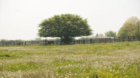 A single tree in an open green field Stock Photos