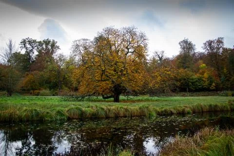 A single tree with orange leaves protected on an island Stock Photos