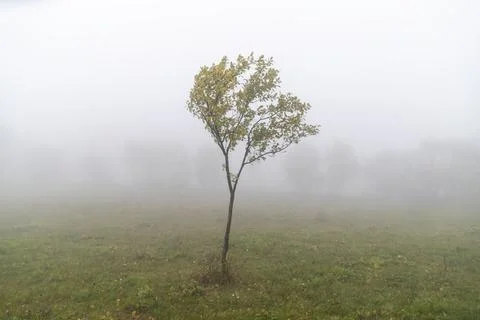 A single tree in the orchard Stock Photos