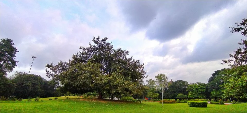 Single tree in park Stock Photos