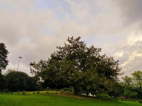 Single tree in park Stock Photos