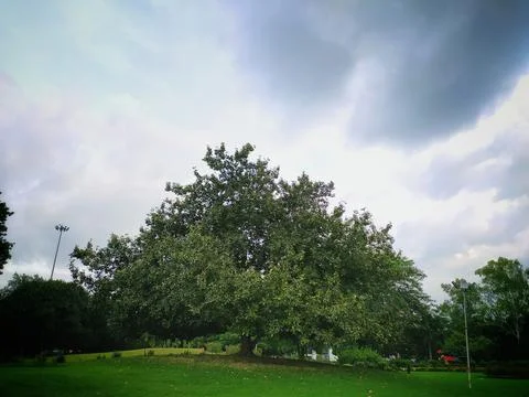 Single tree in park Stock Photos