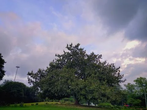Single tree in park Stock Photos