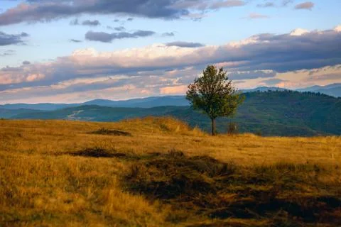 Single tree Stock Photos