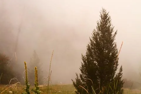 Single Tree 库存照片