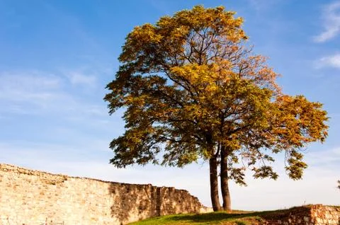 Single tree Stock Photos