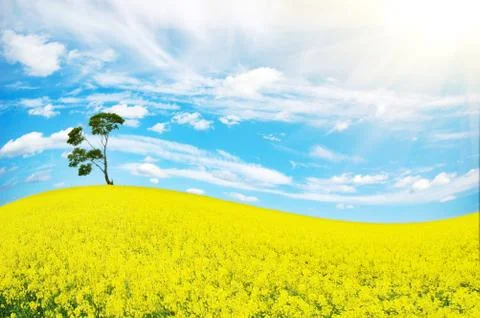 Single tree Stock Photos