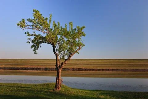 A single tree Stock Photos