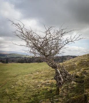 Single tree Stock Photos